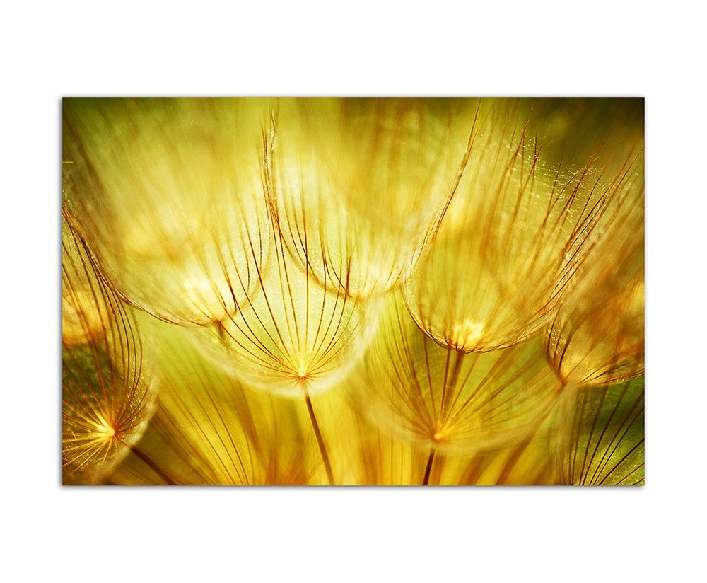 120x80cm Pusteblumen Natur Frühling