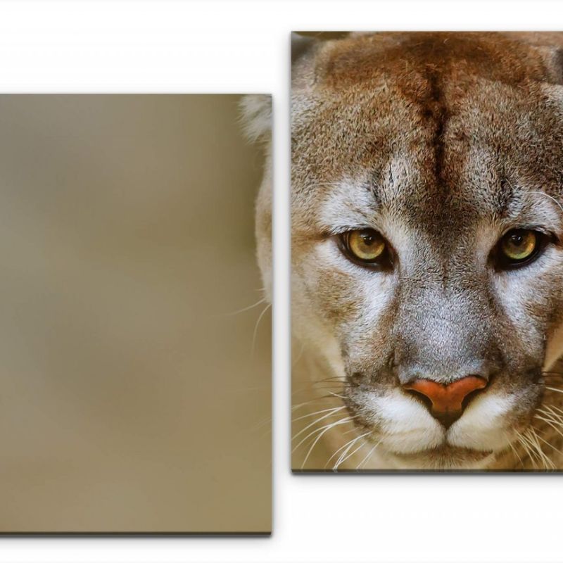 Puma Portrait Wandbild in verschiedenen Größen