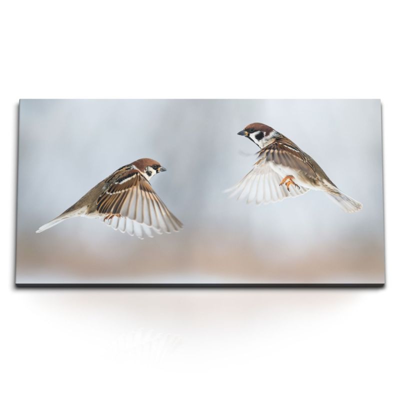 Kunstdruck Bilder 120x60cm Kleine Vögel Sperlinge Haussperling Tierfotografie