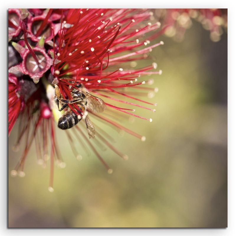 Naturfotografie – Roter Zylinderputzer mit Honigbiene auf Leinwand