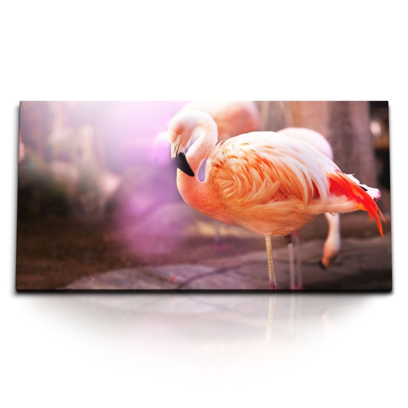 Kunstdruck Bilder 120x60cm Flamingo Tierfotografie Vogel Rosa Federkleid