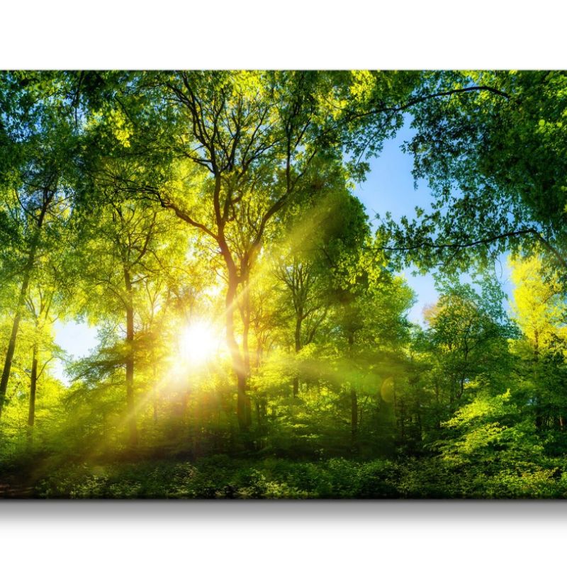 Leinwandbild 120x60cm Grüner Wald Baumkronen Sonnenstrahl Natur Erholsam