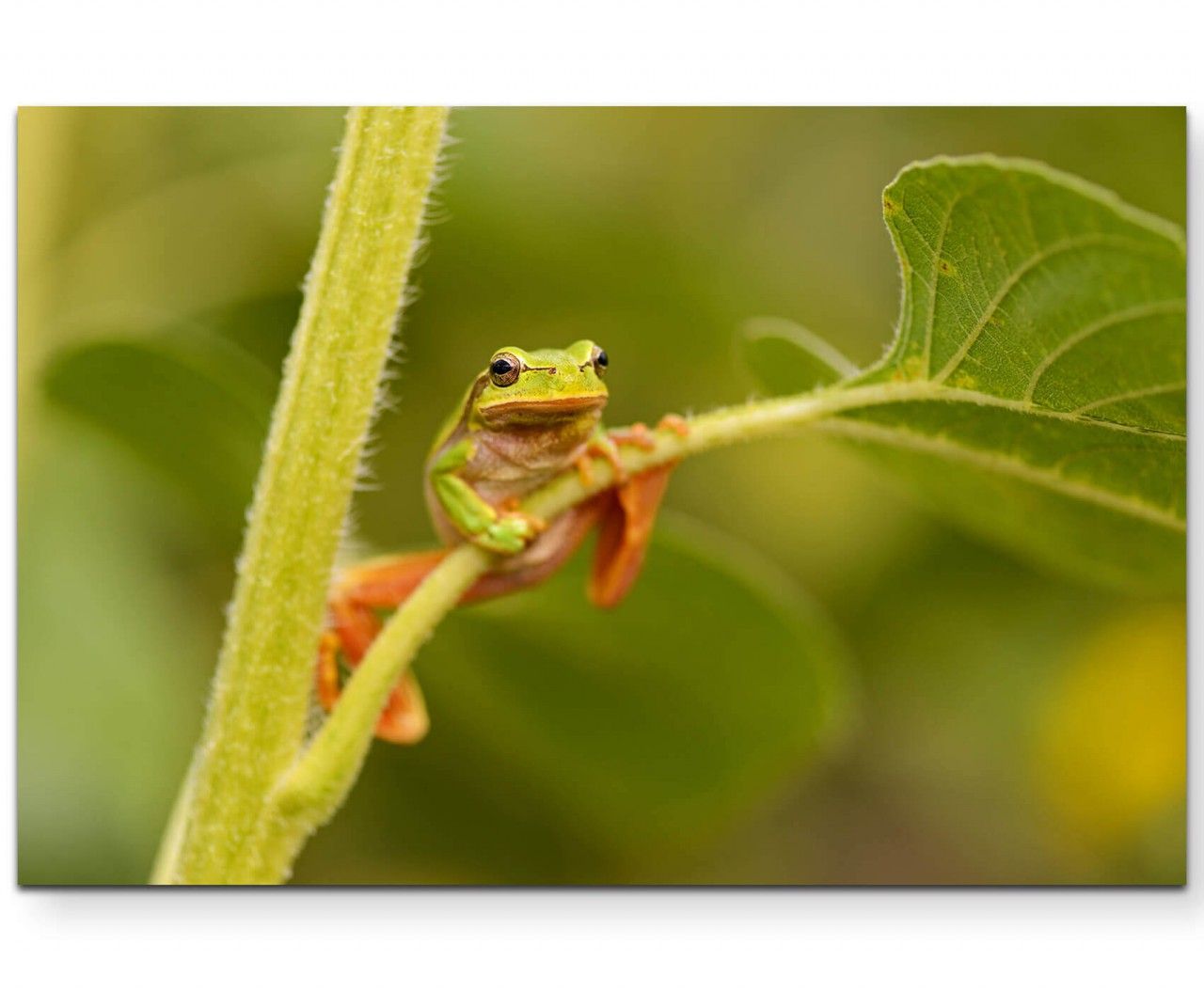 Naturfotografie  Frosch auf Blattstängel – Leinwandbild