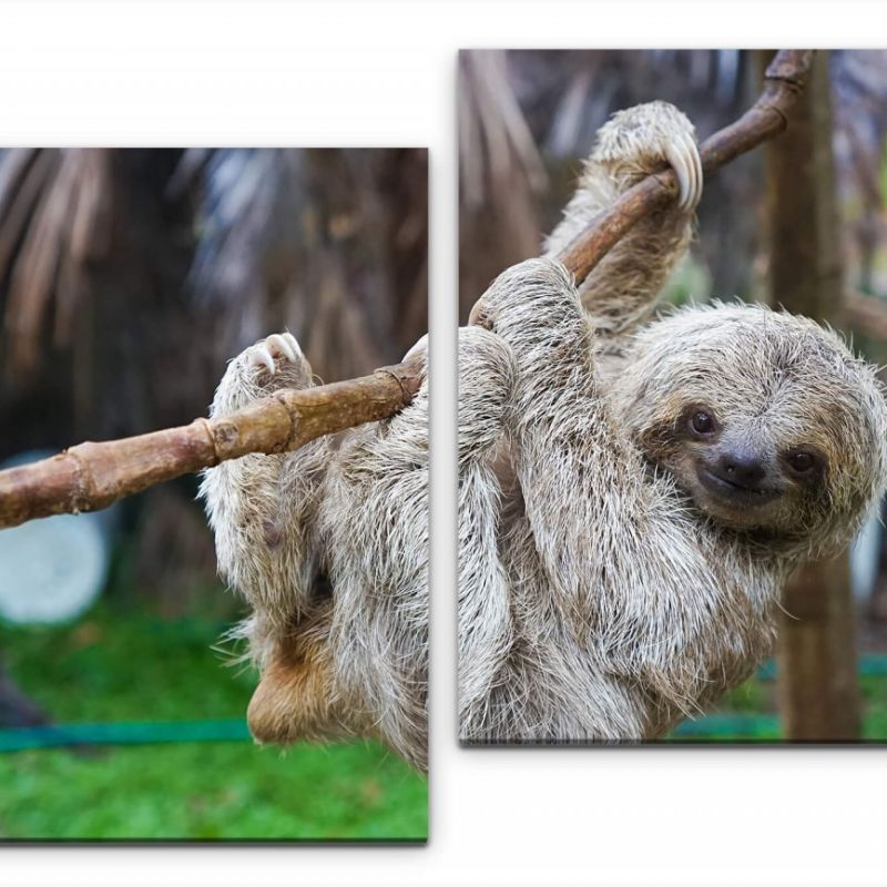 Baby Faultier Wandbild in verschiedenen Größen