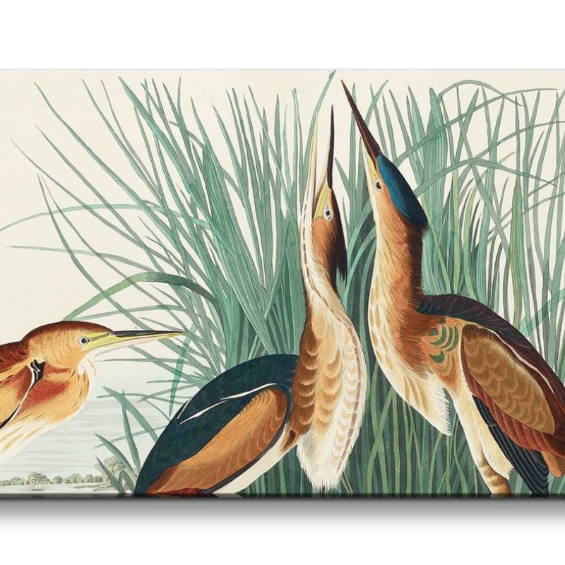 Remaster 120x60cm Kunstvolle Vintage Illustration von Vögel Exotisch Schön Natur Dekorativ