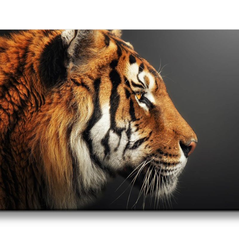 Leinwandbild 120x60cm Schöner Tiger Tierfotografie Wild Raubkatze Kraftvoll