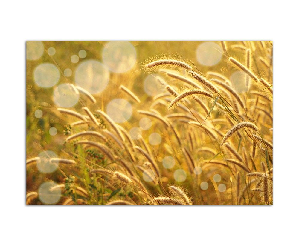 120x80cm Korn Feld Wiese Sommer golden