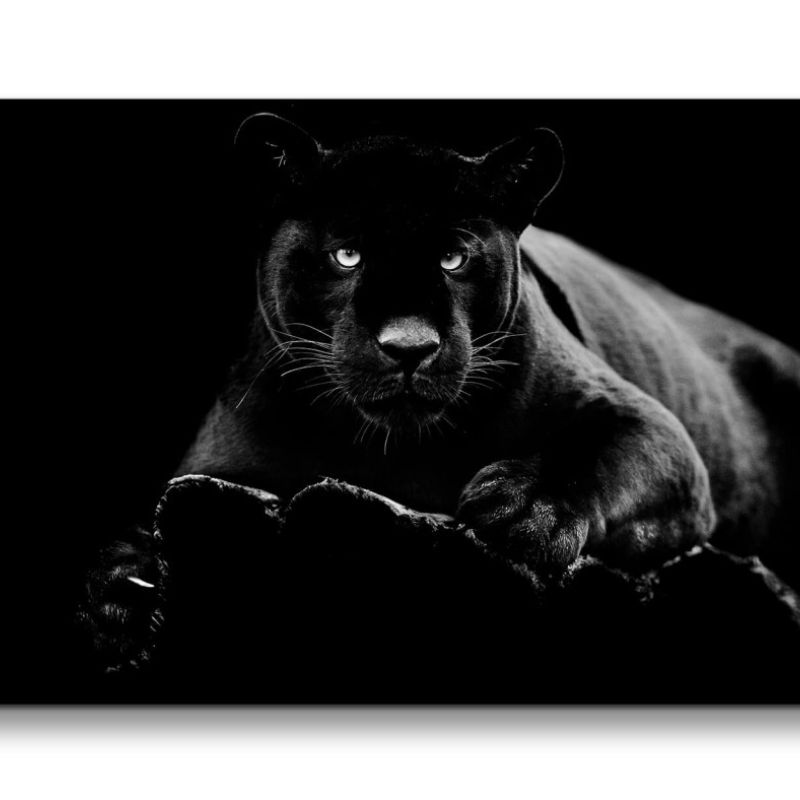 Leinwandbild 120x60cm Schwarzer Panther Raubkatze Kraftvoll Dunkel