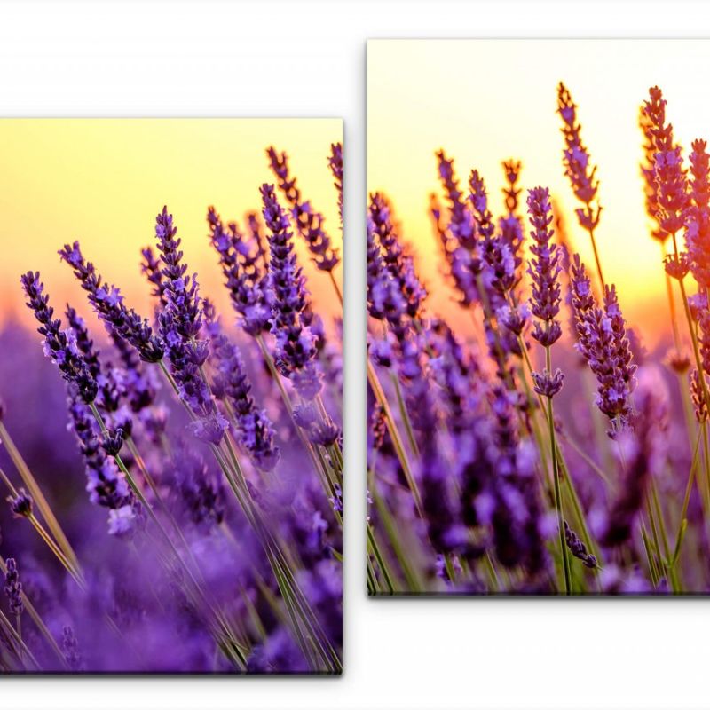 Lavendel Felder Wandbild in verschiedenen Größen