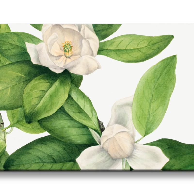 Remaster 120x60cm Botanische Zeichnung Vintage Illustration Baumblüten Frühling