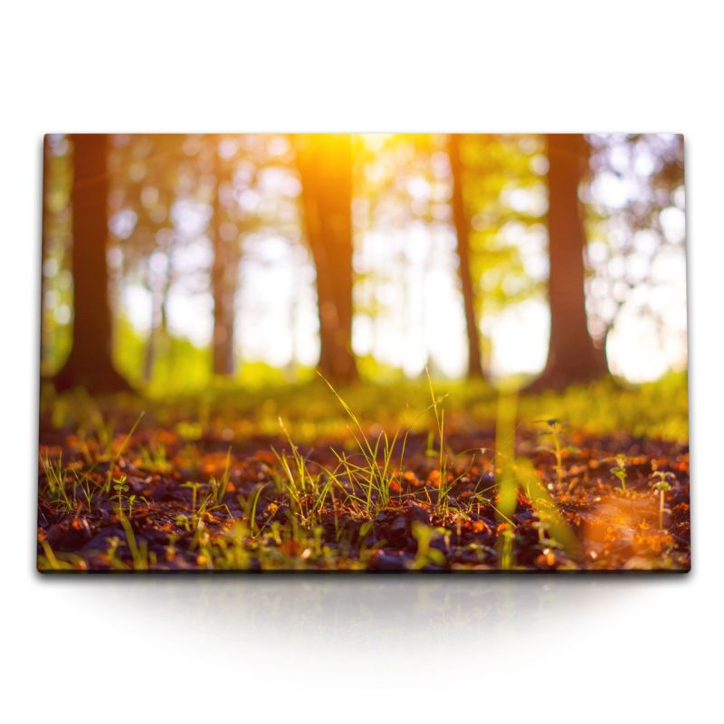 120x80cm Wandbild auf Leinwand Waldboden Wald Sonnenschein Abendsonne Rot