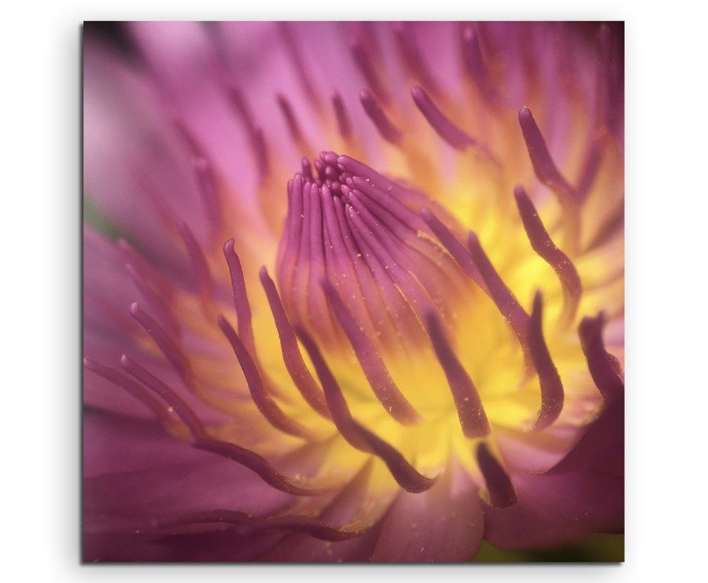 Naturfotografie –  Pinke Lotusblüte mit Pollen auf Leinwand