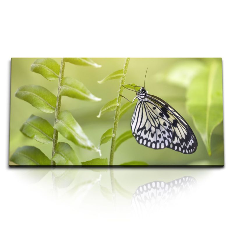 Kunstdruck Bilder 120x60cm Schmetterling Frühling grüne Pflanzen Makrofotografie