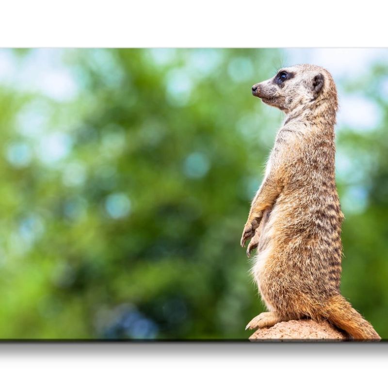 Leinwandbild 120x60cm Erdmännchen Afrika Stehend Lustig Süß Tierfotografie