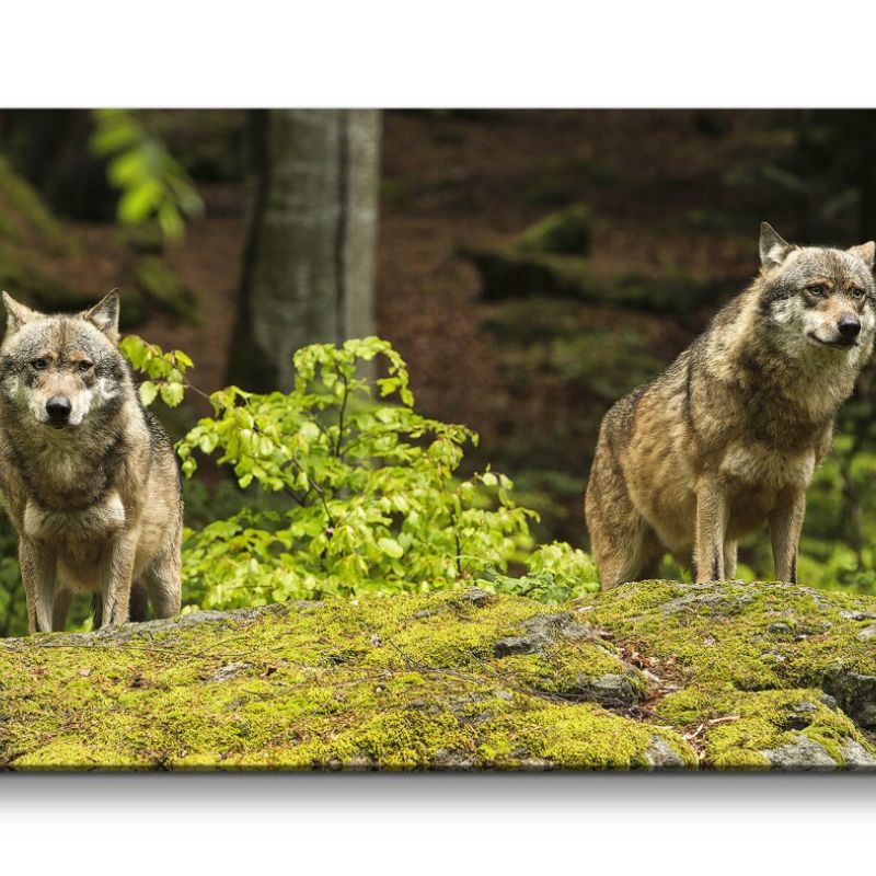 Leinwandbild 120x60cm Wölfe Wald schöne Tiere Raubtier Wild Frei