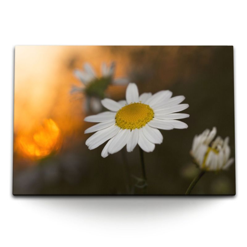 120x80cm Wandbild auf Leinwand Gänseblümchen weiße Blume Sommer Natur