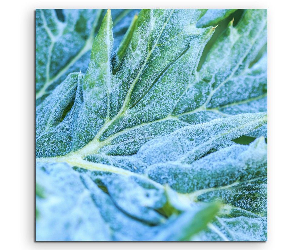 Naturfotografie –   Gemüseblatt mit Frost auf Leinwand