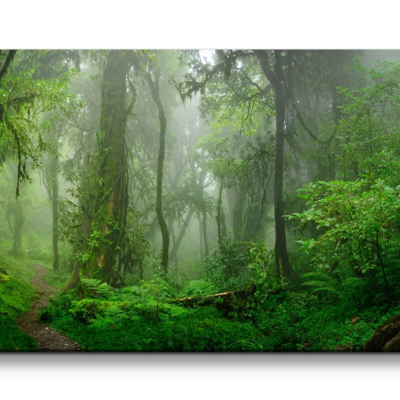 Leinwandbild 120x60cm Wald Moos Grün Feucht Natur Bäume Nebel