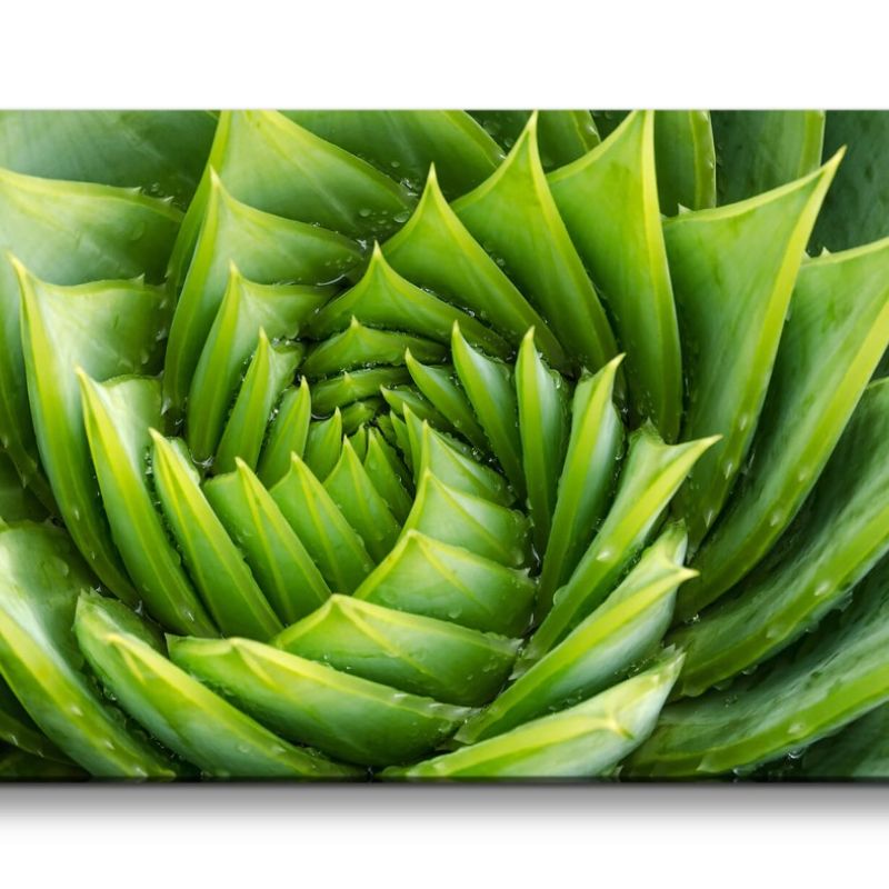 Leinwandbild 120x60cm Aloe Vera Pflanze Kunstvoll Nahaufnahme Dekorativ Grün