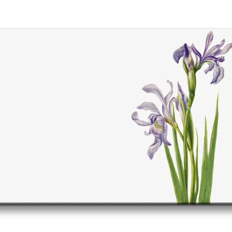 Remaster 120x60cm Botanische Vintage Illustration Iris Blume Blüten Wunderschöne Dekorativ