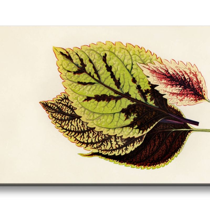 Remaster 120x60cm Botanische Illustration Baumblatt Blatt Grün Natur Dekorativ Schön