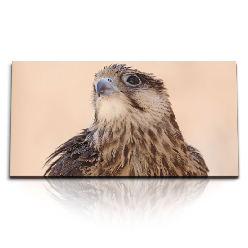 Kunstdruck Bilder 120x60cm Falke Raubvogel Tierfotografie Greifvogel Vogel