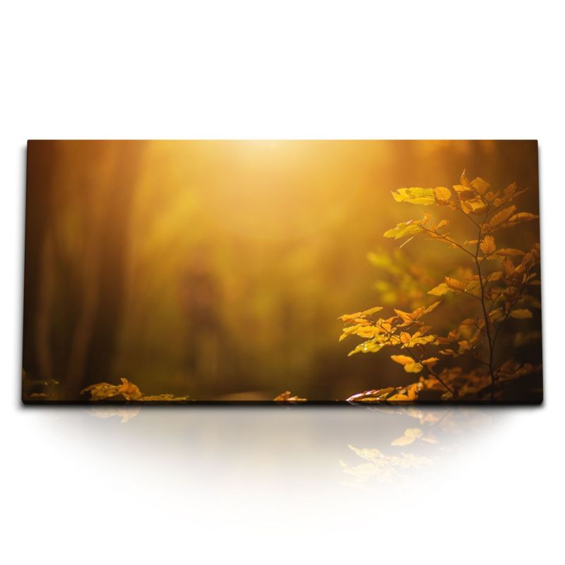 Kunstdruck Bilder 120x60cm Wald warmes  Sonnenschein Natur Bäume