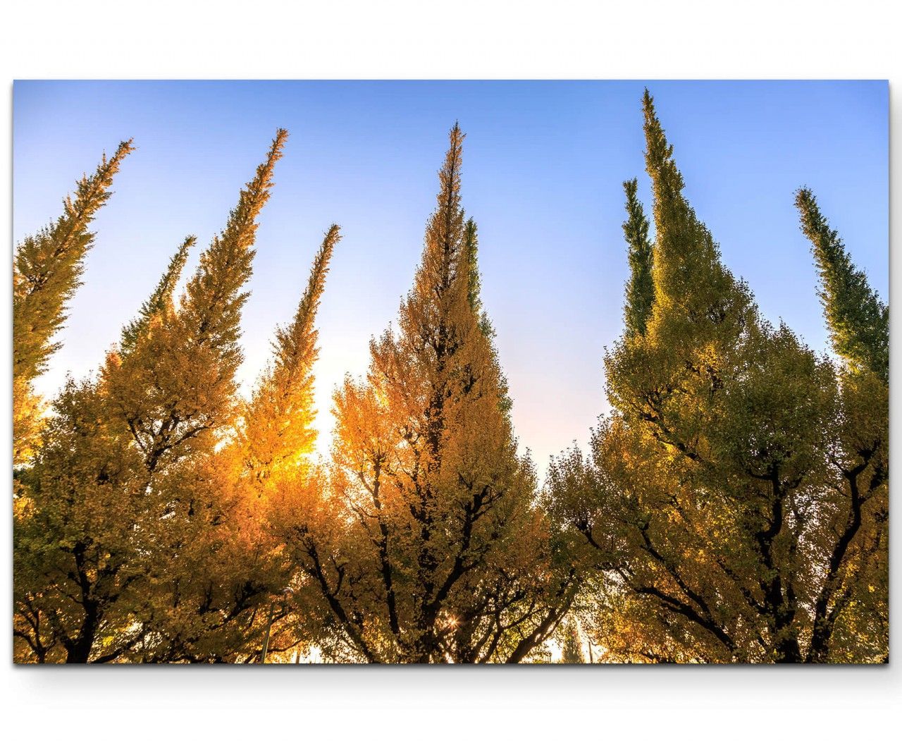 Gelbe Gingkobäume im Herbst – Leinwandbild