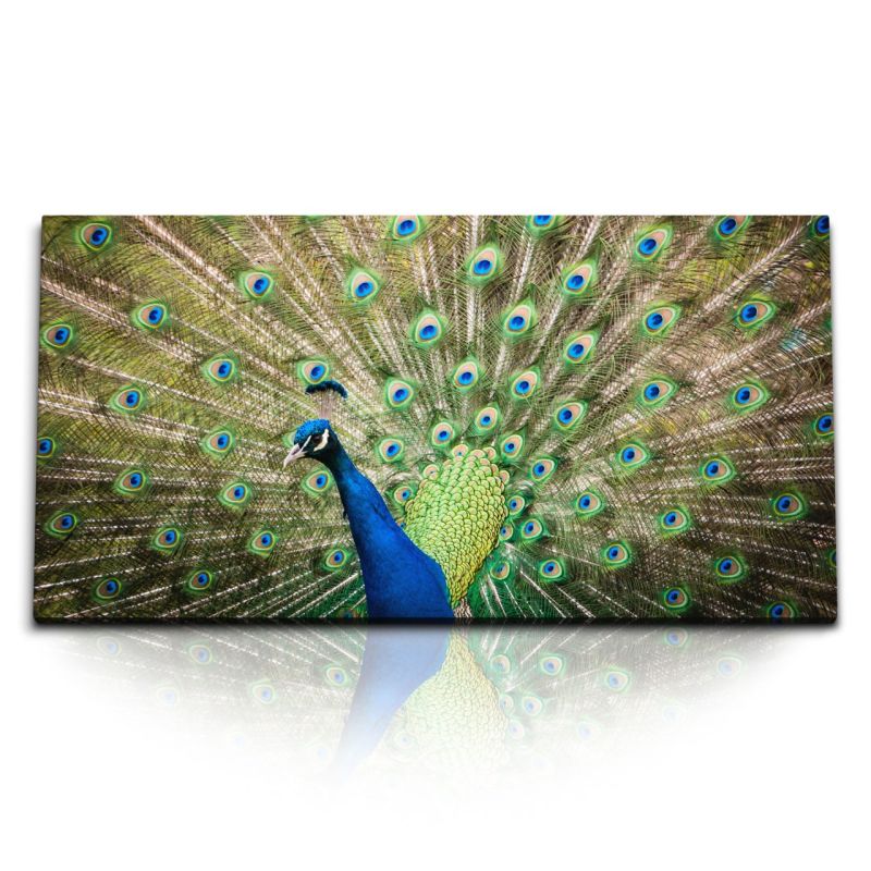 Kunstdruck Bilder 120x60cm Pfau Pfauenfeder Federkleid Tierfotografie Vogel