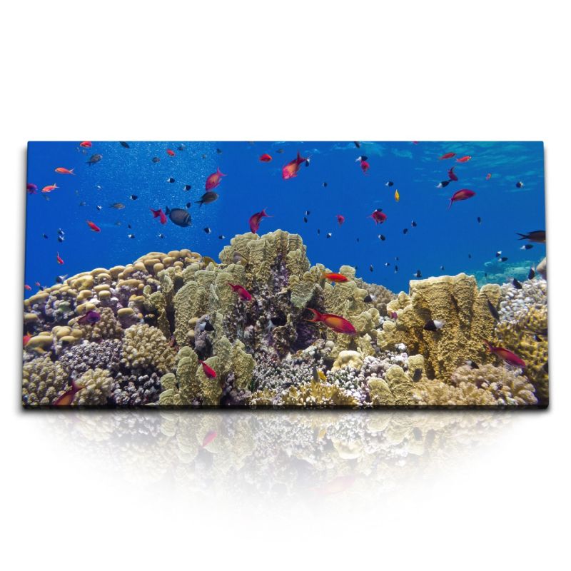 Kunstdruck Bilder 120x60cm Korallenriff Korallen Unterwasserfotografie Blau Fische