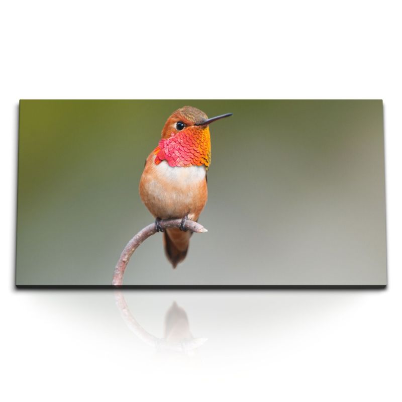 Kunstdruck Bilder 120x60cm Kleiner exotischer Vogel Kolibri Tierfotografie