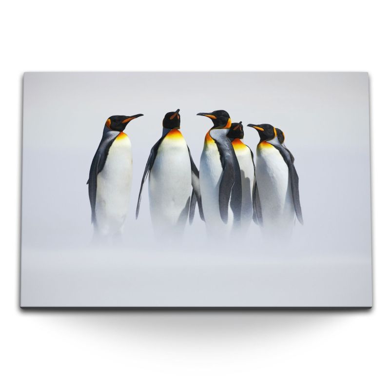 120x80cm Wandbild auf Leinwand Kaiserpinguine Pinguine Antarktis Tierfotografie