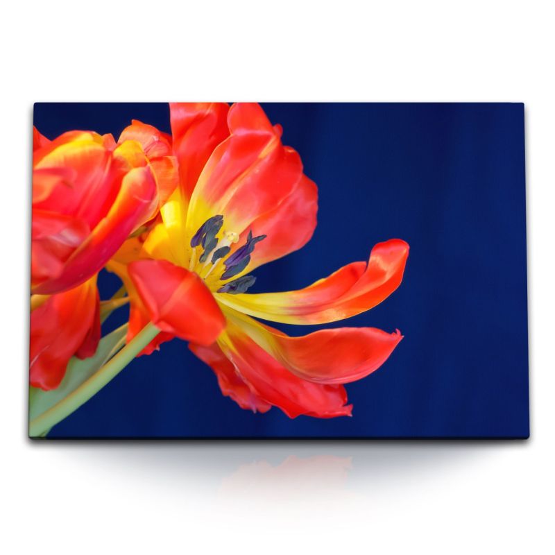 120x80cm Wandbild auf Leinwand Rote Tulpe Blume Blüte blauer Hintergrund