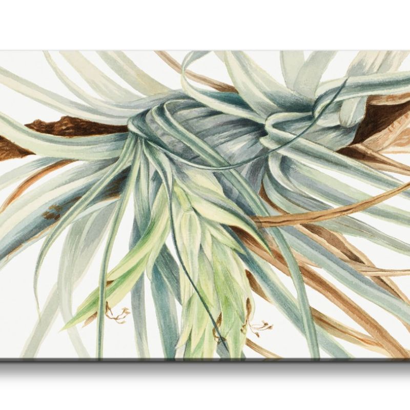 Remaster 120x60cm Botanische Zeichnung exotische Blume Vintage Dekorativ Kunstvoll