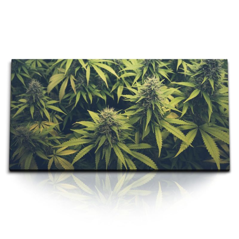 Kunstdruck Bilder 120x60cm Cannabis Cannabispflanze Grün Naturbild Pflanzenbild