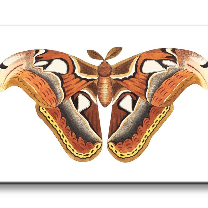 Remaster 120x60cm Farbenfroher Schmetterling Vintage Illustration Dekorativ