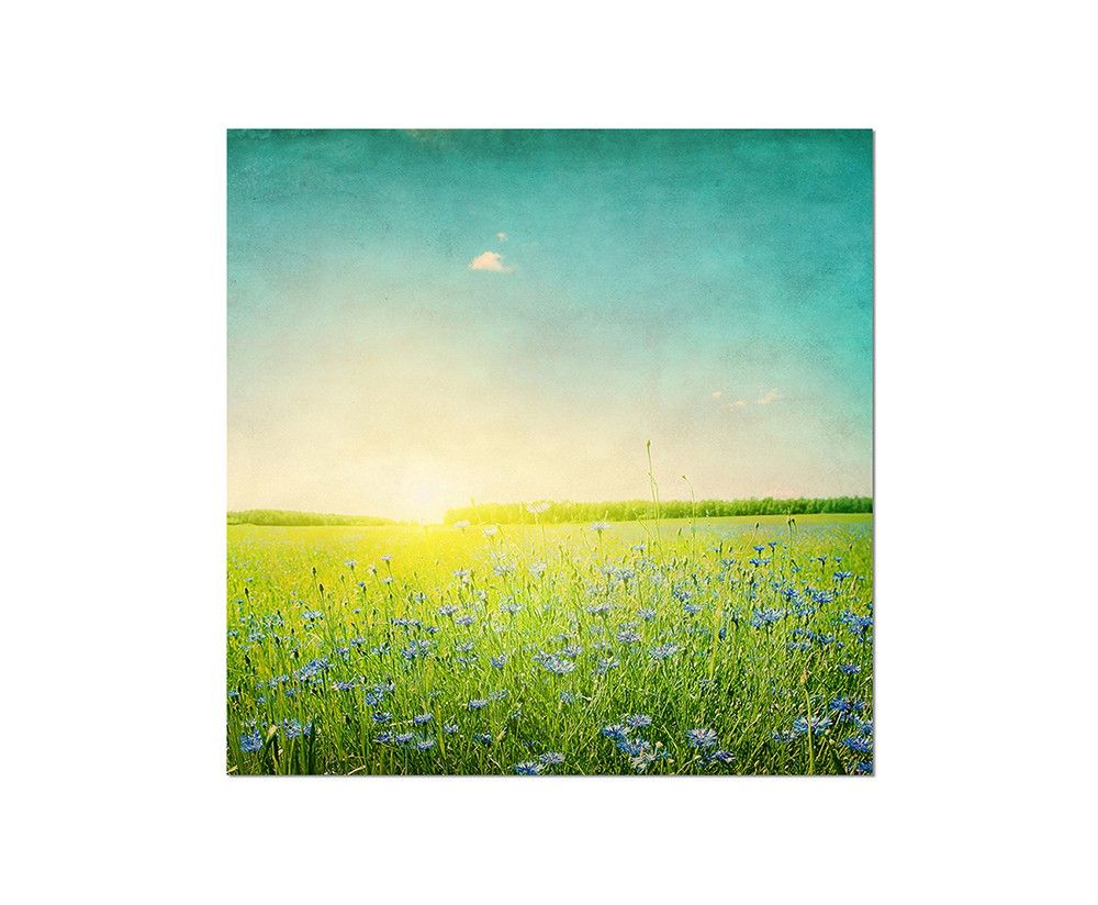 80x80cm Kornblumen Feld Sonnenuntergang Frühling