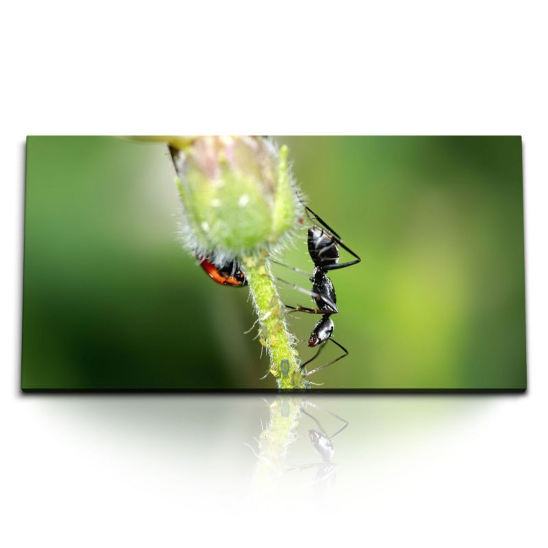 Kunstdruck Bilder 120x60cm Makrofotografie Ameise Pflanze Grün Natur