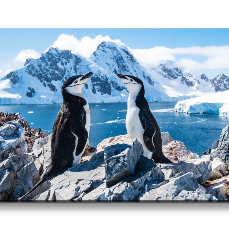 Leinwandbild 120x60cm Pinguine Berge Schnee Natur Meer Naturfotografie