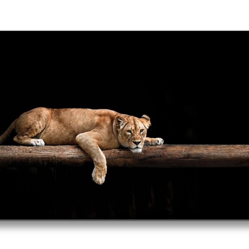 Leinwandbild 120x60cm Löwin Löwe Tierfotografie schönes Tier Raubkatze