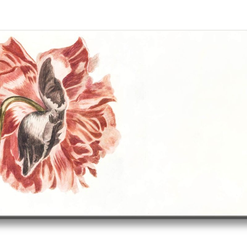 Remaster 120x60cm Johan Teyler Illustration Blume Blüte Rot Dekorativ