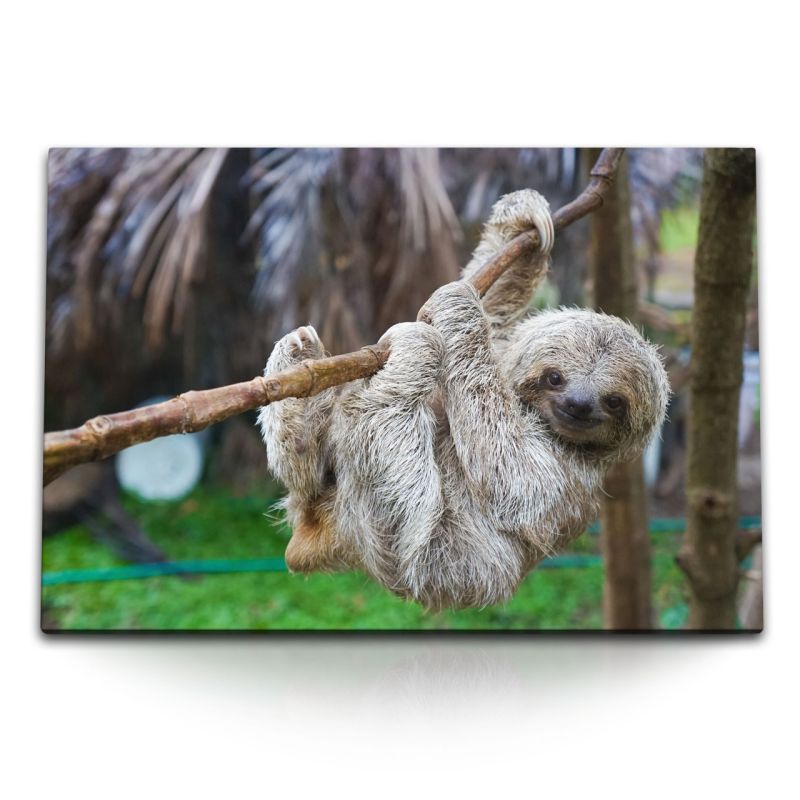 120x80cm Wandbild auf Leinwand Kleines Faultier Tierfotografie Babyfaultier Natur