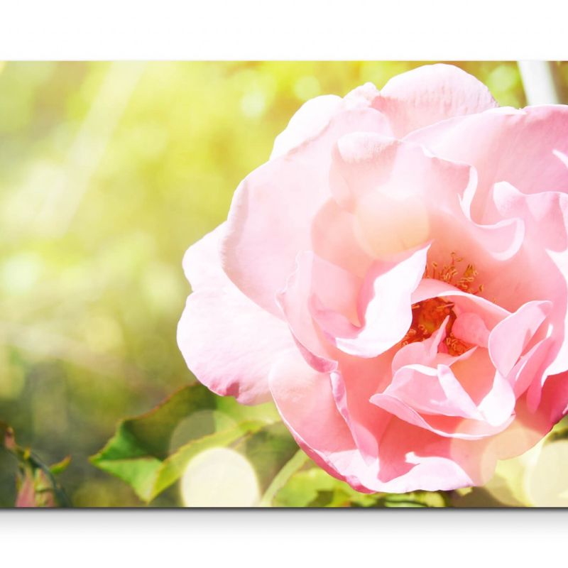 Rosa Rose im Garten – Leinwandbild