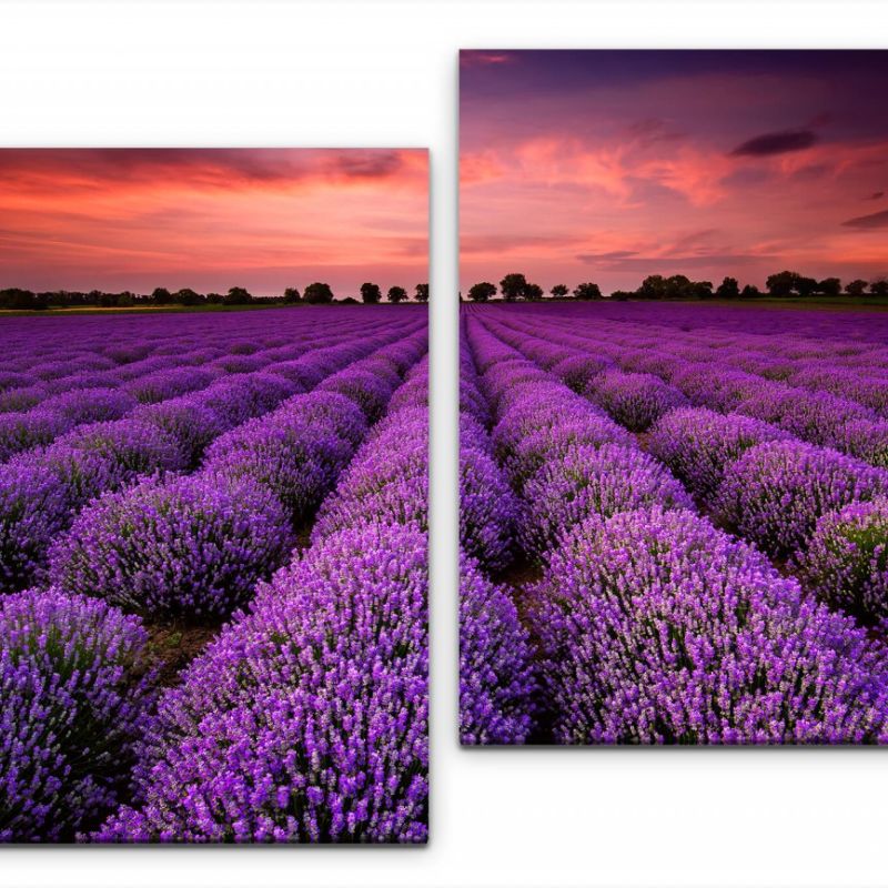 Lavendel Wandbild in verschiedenen Größen