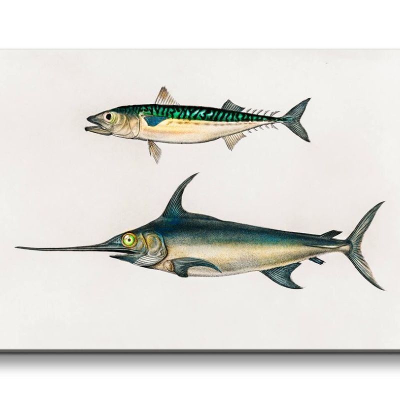 Remaster 120x60cm Schwertfische Fisch alte Illustration Vintage Dekorativ