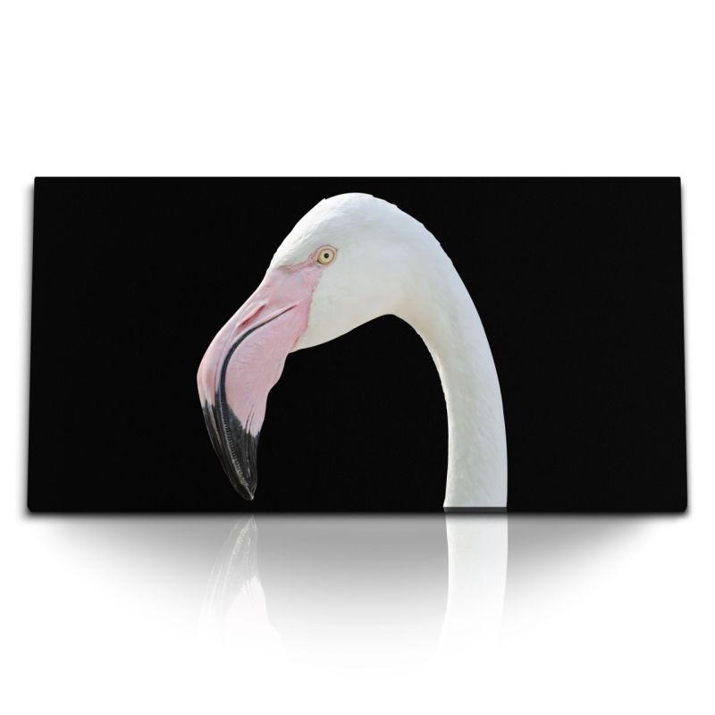 Kunstdruck Bilder 120x60cm Flamingo schwarzer Hintergrund Tierfotografie Vogel