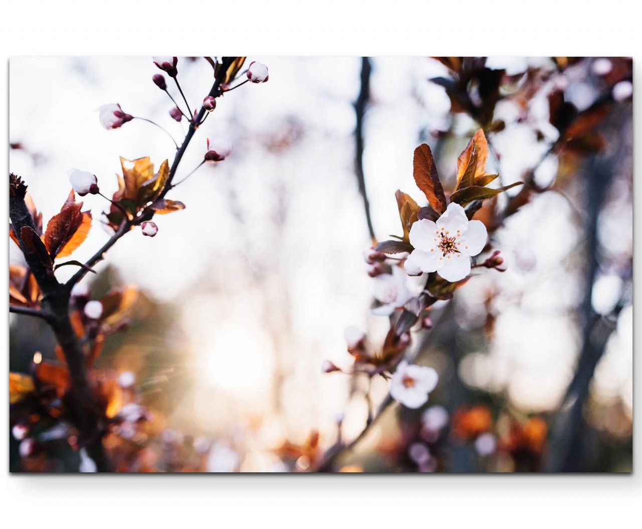 Weiße Blüten im Frühling – Leinwandbild