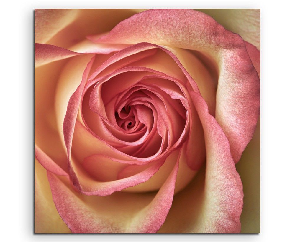 Naturfotografie –  Rosa gelbe Rose auf Leinwand