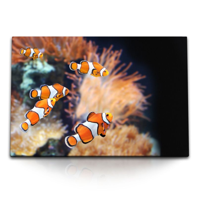 120x80cm Wandbild auf Leinwand Clownfische Bunte Fische Korallenriff unter Wasser