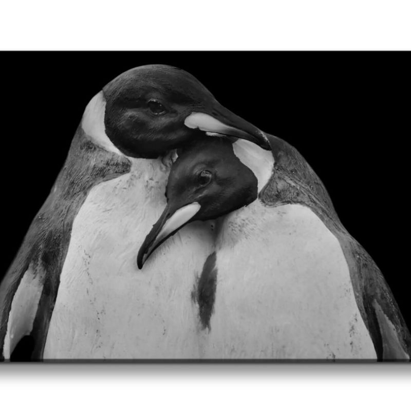 Leinwandbild 120x60cm Pinguine Pärchen Schwarz Weiß Tierfotografie Romantisch